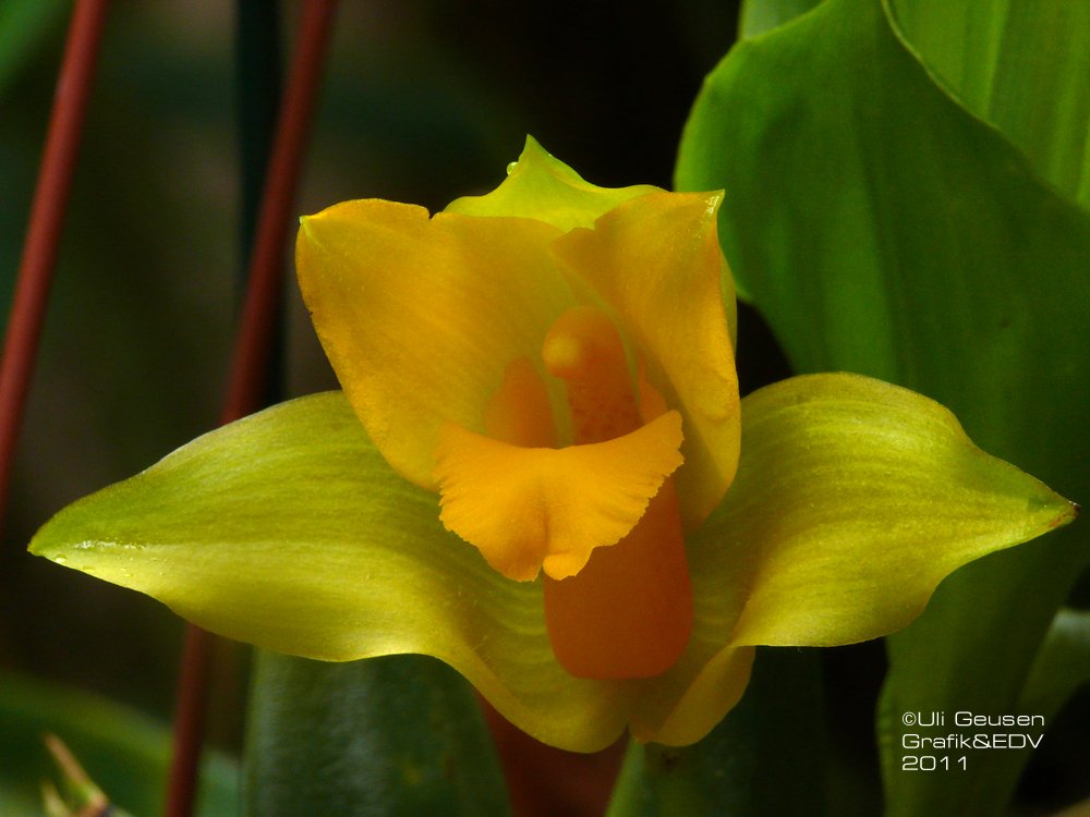 Lycaste spec.